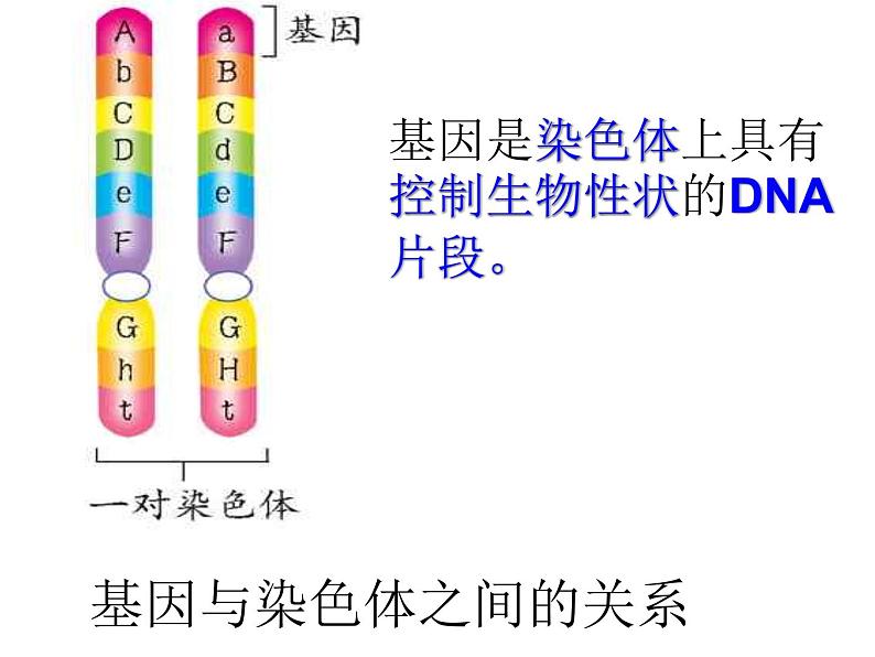 生物八年级下册第七单元第二章第二节基因在亲子代间的传递.ppt07