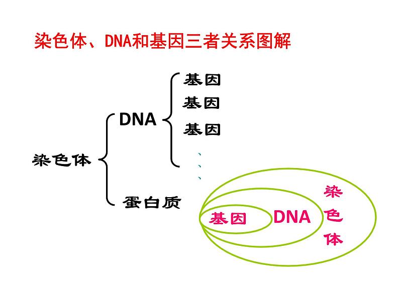 生物八年级下册第七单元第二章第二节基因在亲子代间的传递.ppt08