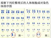 初中生物人教版八年级下册第七单元第二章第四节《人的性别遗传》.ppt