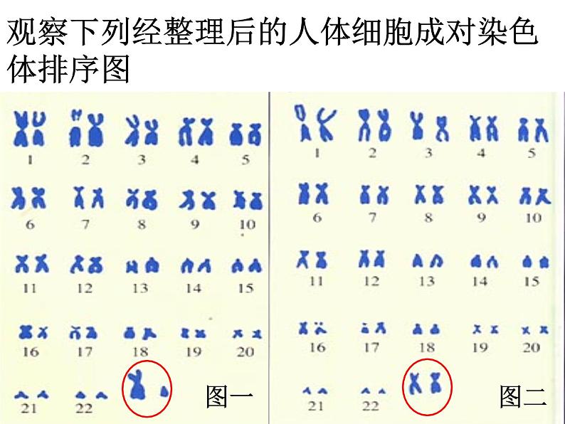 初中生物人教版八年级下册第七单元第二章第四节《人的性别遗传》.ppt04