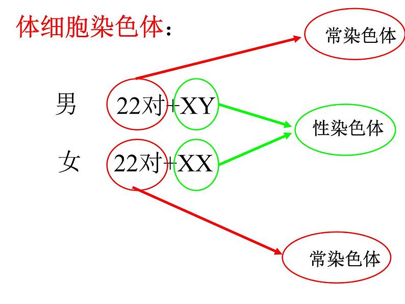 初中生物人教版八年级下册第七单元第二章第四节《人的性别遗传》.ppt06