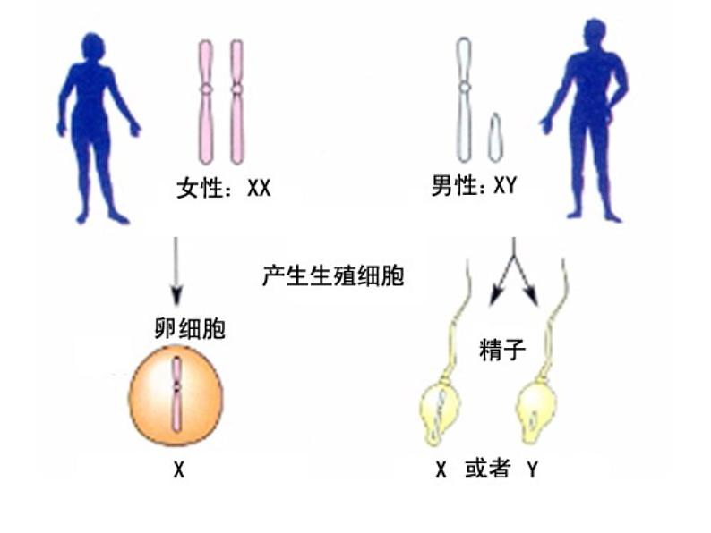 初中生物人教版八年级下册第七单元第二章第四节《人的性别遗传》.ppt08