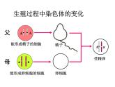 初中生物八年级下册 第七单元第二章第三节基因的显性和隐性.ppt