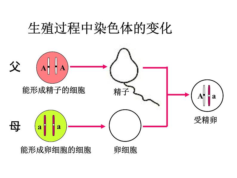 初中生物八年级下册 第七单元第二章第三节基因的显性和隐性.ppt02