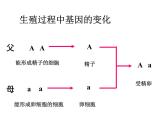 初中生物八年级下册 第七单元第二章第三节基因的显性和隐性.ppt