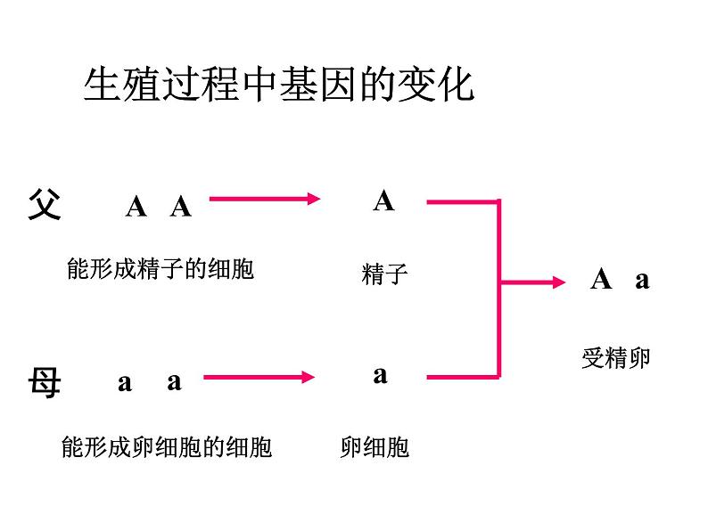 初中生物八年级下册 第七单元第二章第三节基因的显性和隐性.ppt03