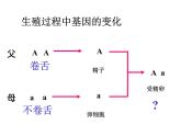 初中生物八年级下册 第七单元第二章第三节基因的显性和隐性.ppt
