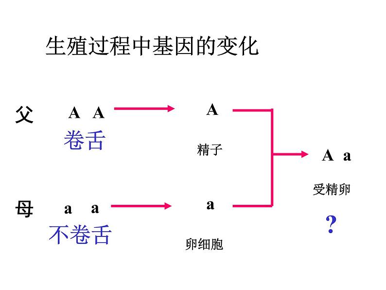 初中生物八年级下册 第七单元第二章第三节基因的显性和隐性.ppt04