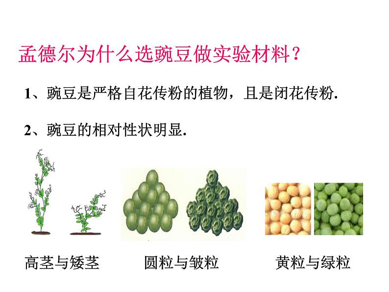 初中生物八年级下册 第七单元第二章第三节基因的显性和隐性.ppt07