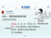 2021届生物中考复习 第11课 人体的呼吸 课件PPT