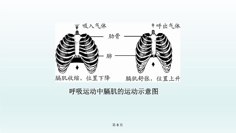 2021届生物中考复习 第11课 人体的呼吸 课件PPT08