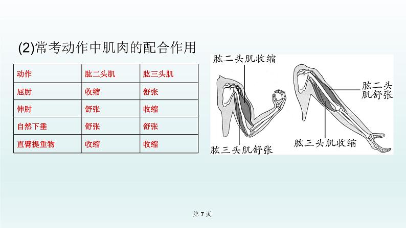 2021届生物中考复习 第16课 动物的运动和行为、 动物在生物圈中的作用 课件PPT07