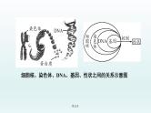 2021届生物中考复习 第20课 生物的遗传与变异 课件PPT