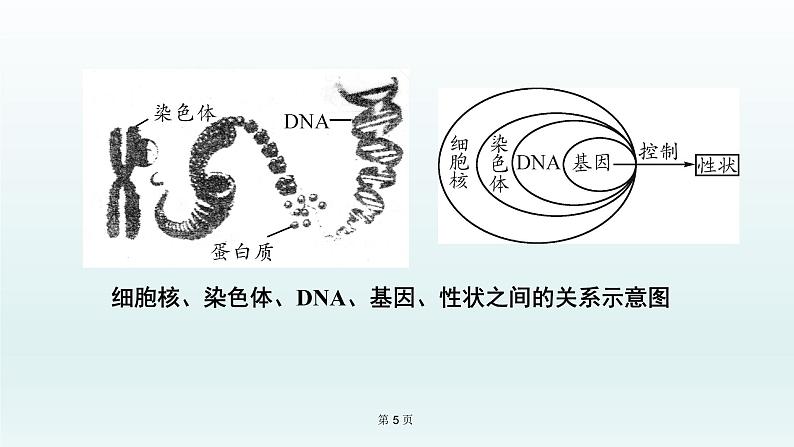 2021届生物中考复习 第20课 生物的遗传与变异 课件PPT05