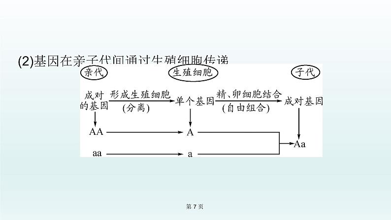 2021届生物中考复习 第20课 生物的遗传与变异 课件PPT07