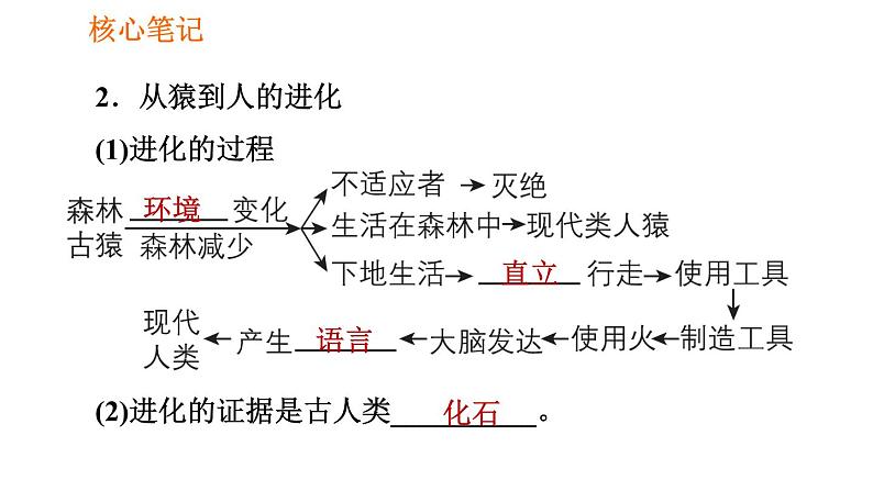 人教版七年级下册生物 4.1.1 人类的起源和发展 复习课件PPT第3页