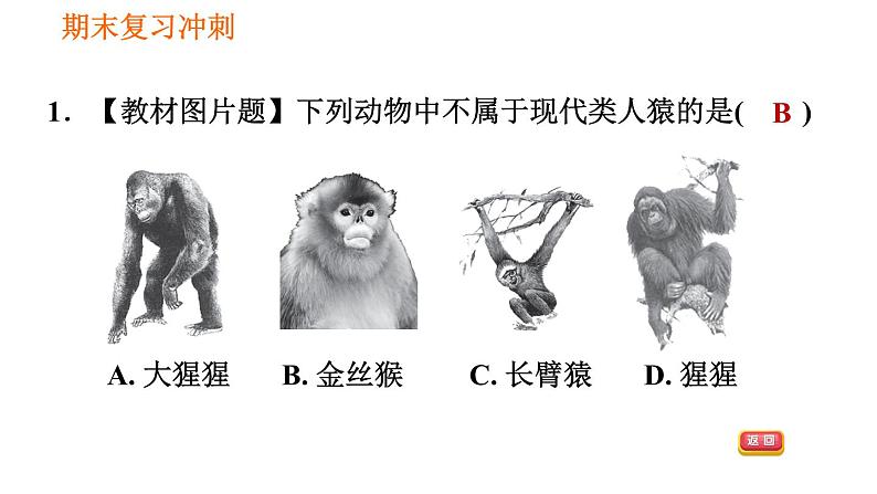 人教版七年级下册生物 4.1.1 人类的起源和发展 复习课件PPT第7页