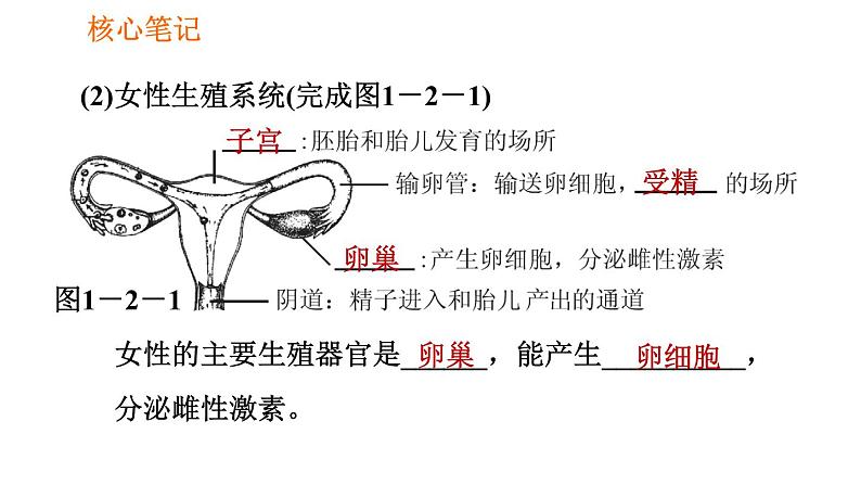 人教版七年级下册生物 4.1.2 人的生殖 复习课件PPT03