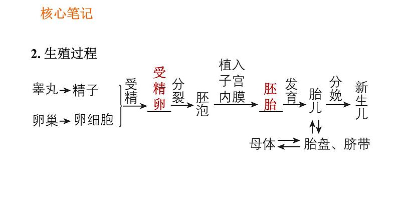 人教版七年级下册生物 4.1.2 人的生殖 复习课件PPT04