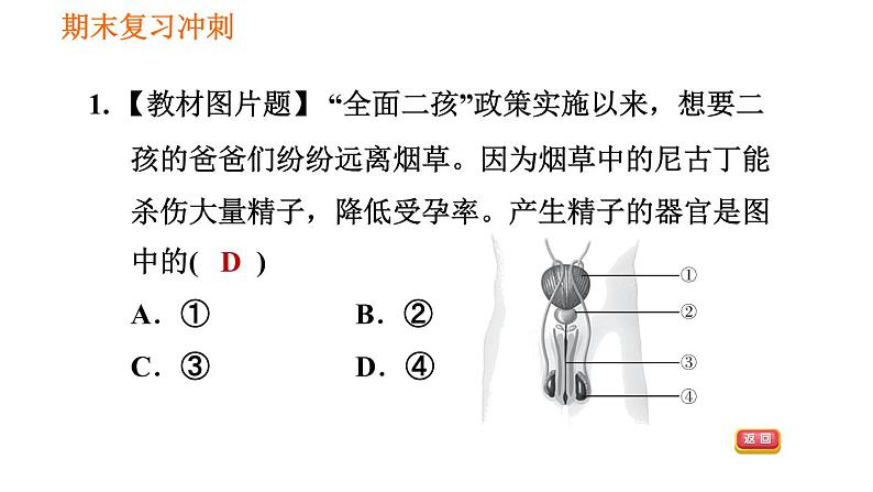 人教版七年级下册生物 4.1.2 人的生殖 复习课件PPT07