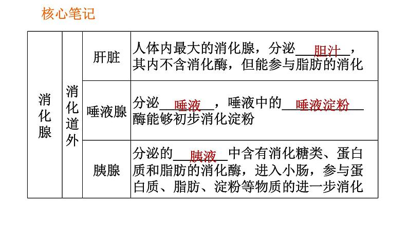 人教版七年级下册生物 4.2.2.1 食物的消化 复习课件PPT05