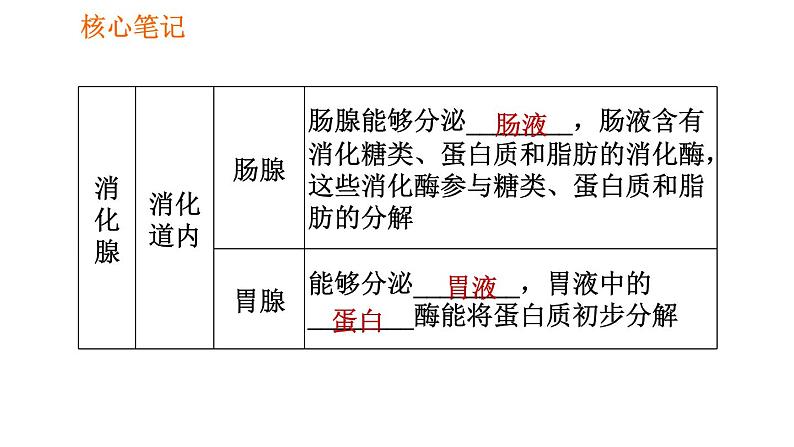 人教版七年级下册生物 4.2.2.1 食物的消化 复习课件PPT06