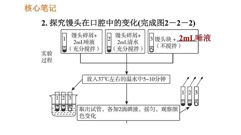 人教版七年级下册生物 4.2.2.1 食物的消化 复习课件PPT07