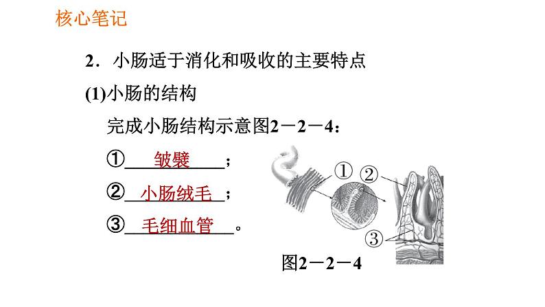 人教版七年级下册生物 4.2.2.2 营养物质的吸收 复习课件PPT04