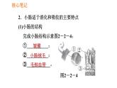 人教版七年级下册生物 4.2.2.2 营养物质的吸收 复习课件PPT