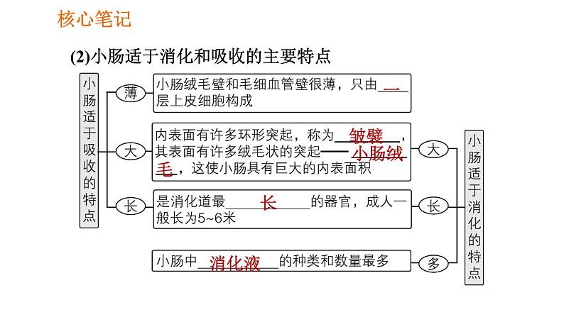 人教版七年级下册生物 4.2.2.2 营养物质的吸收 复习课件PPT05