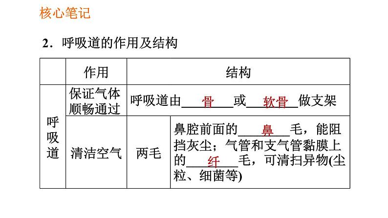 人教版七年级下册生物 4.3.1 呼吸道对空气的处理 复习课件PPT04