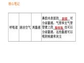 人教版七年级下册生物 4.3.1 呼吸道对空气的处理 复习课件PPT