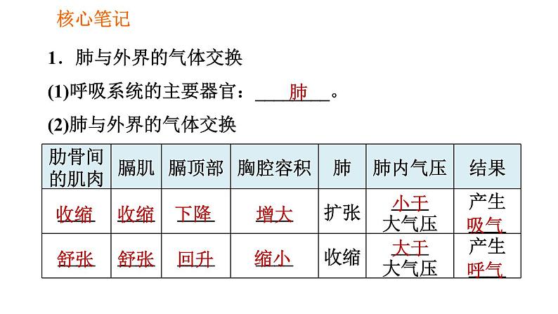 人教版七年级下册生物 4.3.2 发生在肺内的气体交换 复习课件PPT第2页