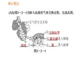 人教版七年级下册生物 4.3.2 发生在肺内的气体交换 复习课件PPT