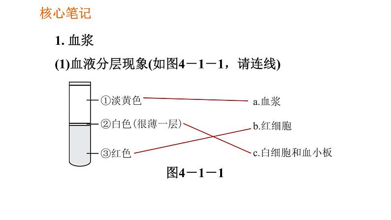 人教版七年级下册生物 4.4.1 流动的组织——血液 复习课件PPT02