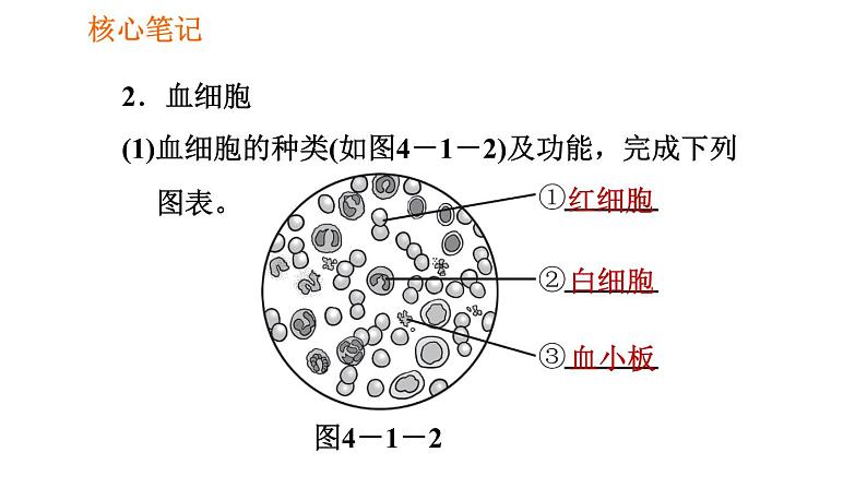 人教版七年级下册生物 4.4.1 流动的组织——血液 复习课件PPT05