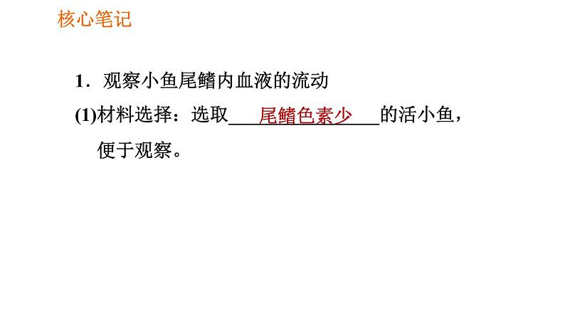 人教版七年级下册生物 4.4.2 血流的管道——血管 复习课件PPT02