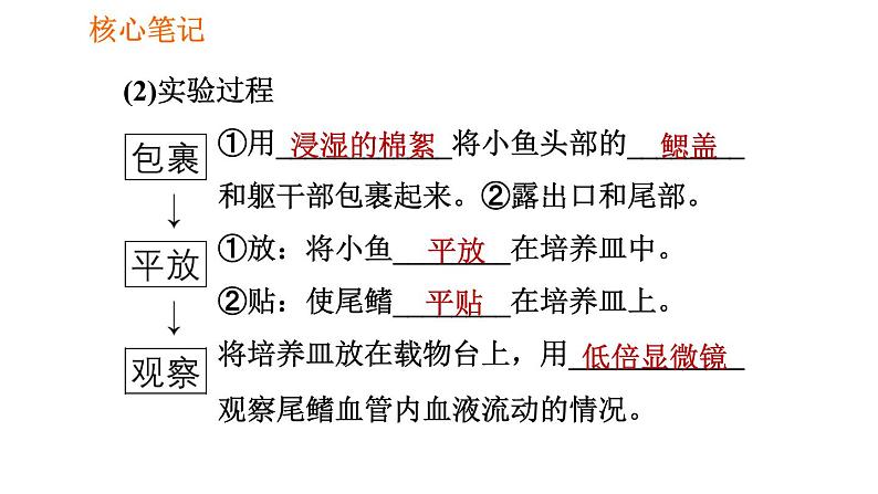 人教版七年级下册生物 4.4.2 血流的管道——血管 复习课件PPT03