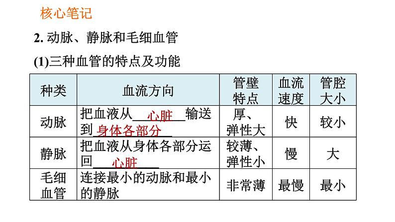 人教版七年级下册生物 4.4.2 血流的管道——血管 复习课件PPT05