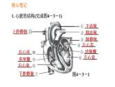 人教版七年级下册生物 4.4.3.1 心脏的结构和功能 课件 复习课件PPT