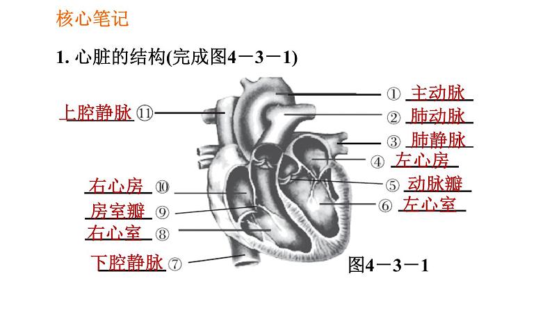 人教版七年级下册生物 4.4.3.1 心脏的结构和功能 课件 复习课件PPT02