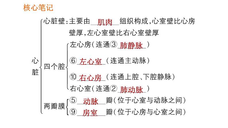 人教版七年级下册生物 4.4.3.1 心脏的结构和功能 课件 复习课件PPT03