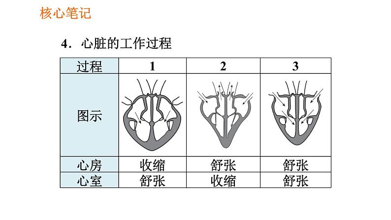 人教版七年级下册生物 4.4.3.1 心脏的结构和功能 课件 复习课件PPT05