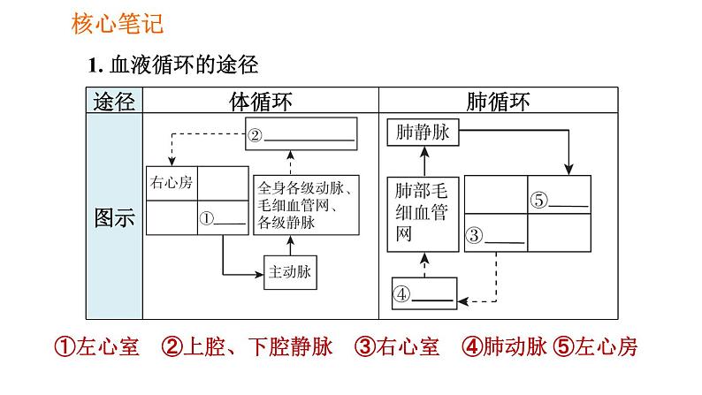 人教版七年级下册生物 4.4.3.2 血液循环的途径 课件 复习课件PPT02