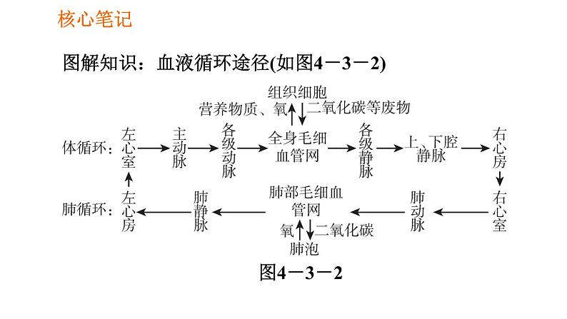 人教版七年级下册生物 4.4.3.2 血液循环的途径 课件 复习课件PPT04