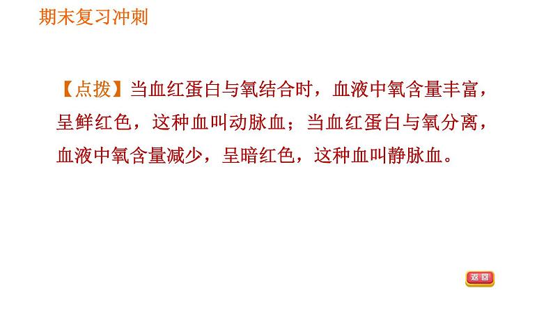 人教版七年级下册生物 4.4.3.2 血液循环的途径 课件 复习课件PPT08