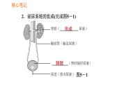 人教版七年级下册生物 4.5.1 人体内废物的排出 复习课件PPT