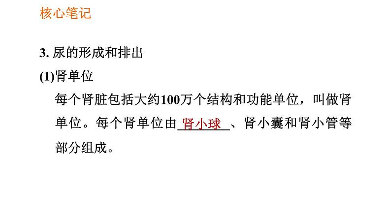 人教版七年级下册生物 4.5.1 人体内废物的排出 复习课件PPT04