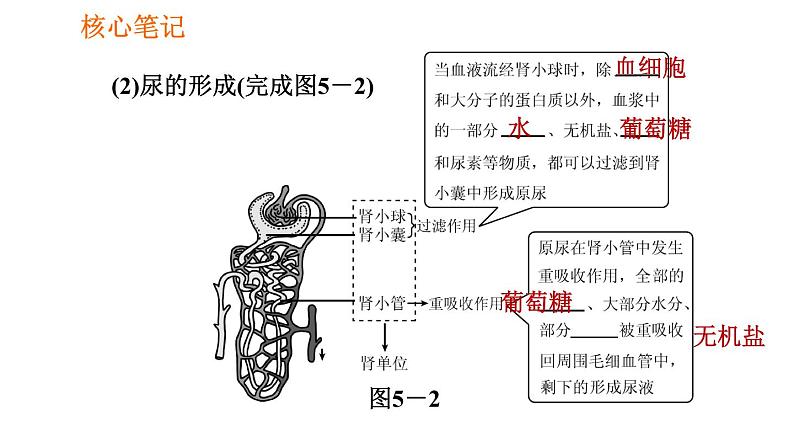 人教版七年级下册生物 4.5.1 人体内废物的排出 复习课件PPT05