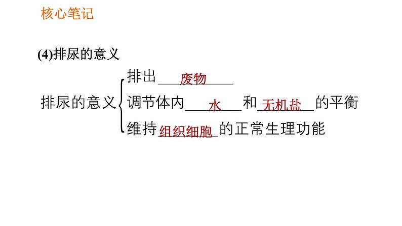 人教版七年级下册生物 4.5.1 人体内废物的排出 复习课件PPT07